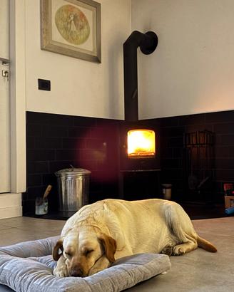 Labrador femmina sterilizzata
