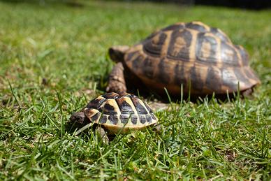 Tartarughe TESTUDO HERMANNI