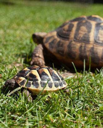 Tartarughe TESTUDO HERMANNI
