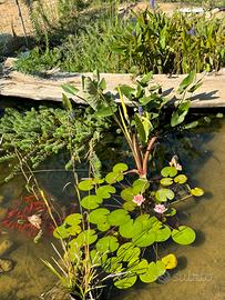 Piante e bulbi per laghetto