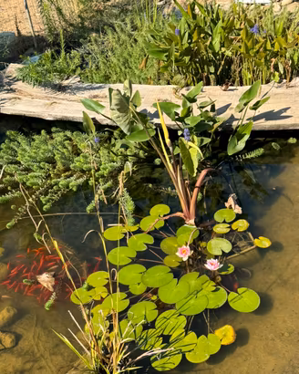 Piante e bulbi per laghetto