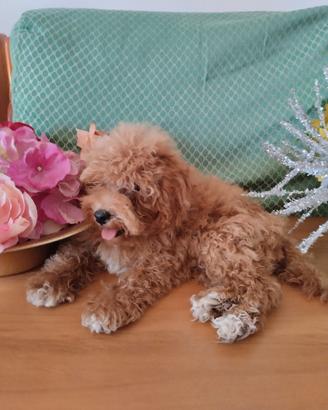 Cane di barboncino
