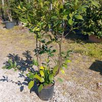 Lauroceraso (Prunus laurocerasus)