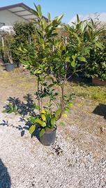 Lauroceraso (Prunus laurocerasus)