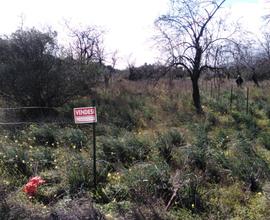 Terreno agricolo