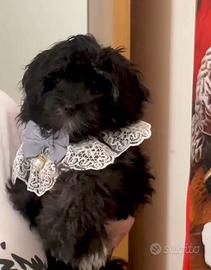 Maltipoo Bergamo