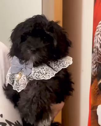 Maltipoo Bergamo