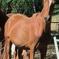 Cavallo Angloarabo