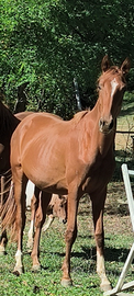 Cavallo Angloarabo