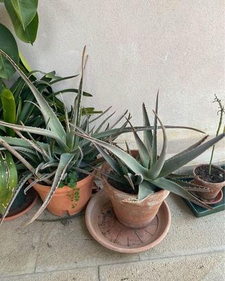 Grande Pianta di aloe vera alta con vaso incluso