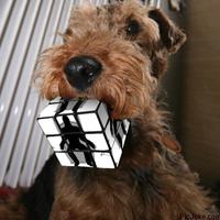 Cubo di Rubik, M.A
