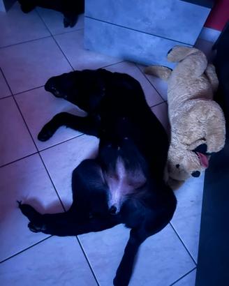 Regalasi splendida cagnetta