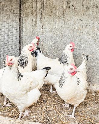 Galline sussex