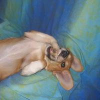 Cagnolina kira