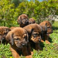 Cuccioli Dachsbracke