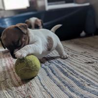 Cucciola di Jack Russel tricolore