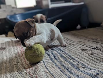 Cucciola di Jack Russel tricolore