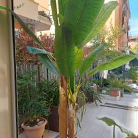 Banano sintetico 