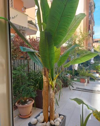 Banano sintetico 