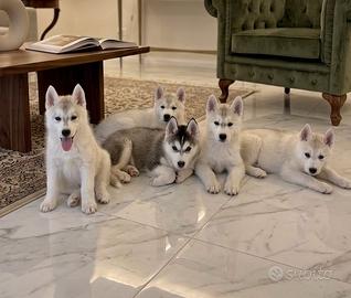 Siberian husky