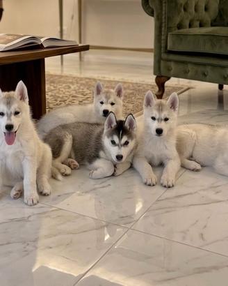 Siberian husky