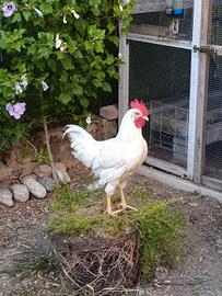 gallo Livorno 