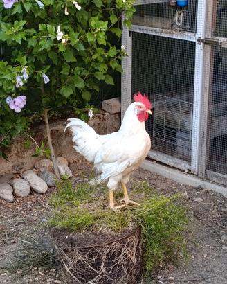 gallo Livorno 