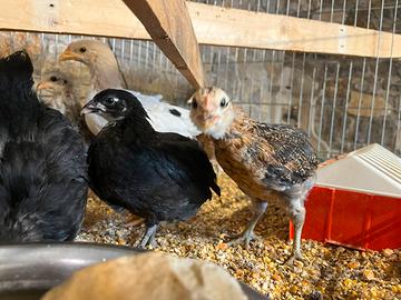 pulcini  Marans 