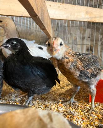 pulcini  Marans 