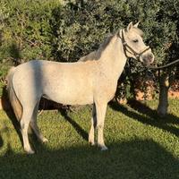 Pony femmina da salto