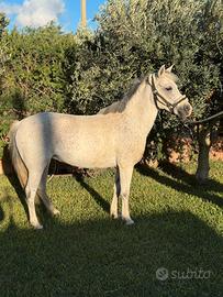 Pony femmina da salto