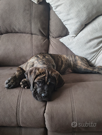 Cucciola cane corso