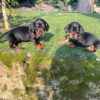 Cuccioli di bassotto nano