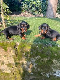 Cuccioli di bassotto nano