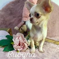 Piccola Rubyna chihuahua prontissima pedigree