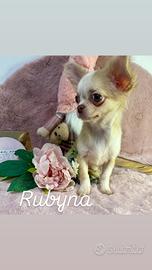 Piccola Rubyna chihuahua prontissima pedigree