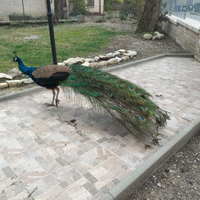 Pavoni copie di 3 anni