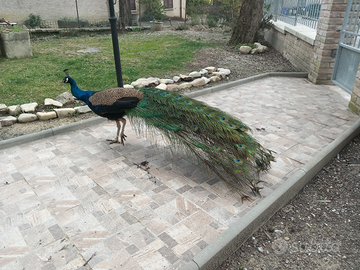 Pavoni copie di 3 anni