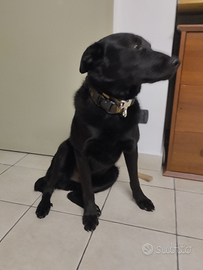 Cane pastore nero