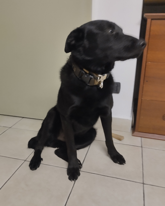 Cane pastore nero