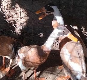 Anatre animali da cortile