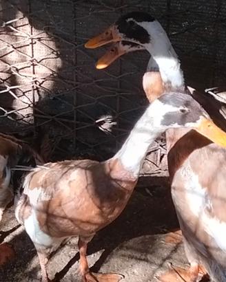 Anatre animali da cortile