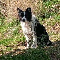 Border collie