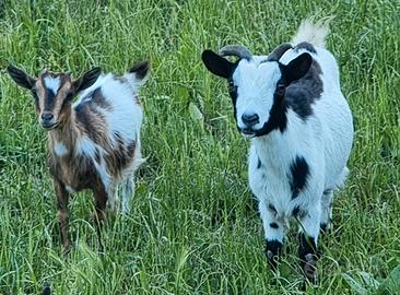 Caprette tibetane