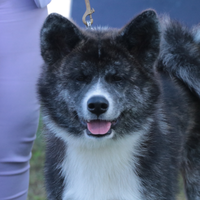 Akita inu
