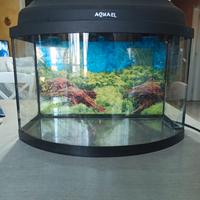 Acquario pesci