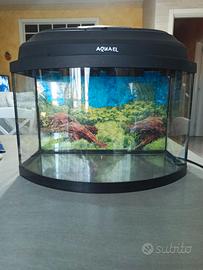 Acquario pesci