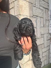 Cocker femmina nera