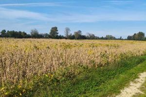 Terreno di 57000 m² a Saccolongo