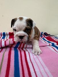 Rotoli di bulldog inglese